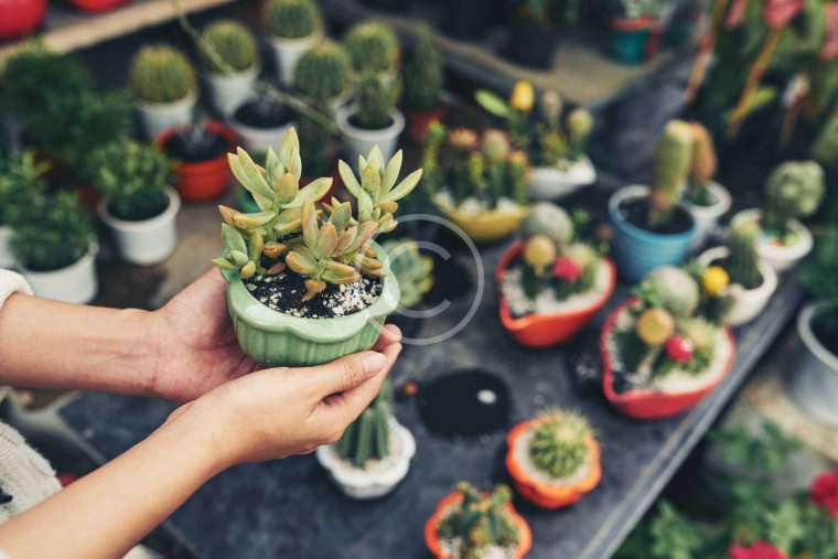 Miniature stands and trays for outdoor plants