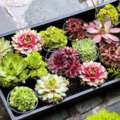 Miniature flowers for homes