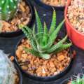 Urban jungle: Guide to the best indoor plants